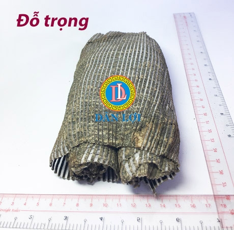 ĐỖ TRỌNG