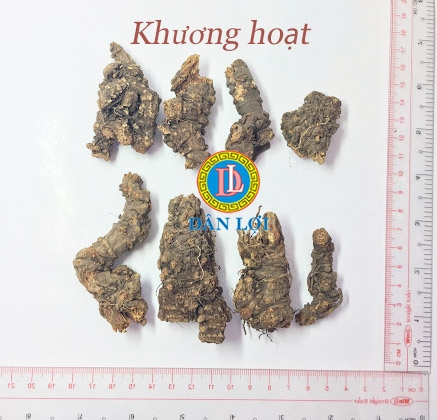 KHƯƠNG HOẠT